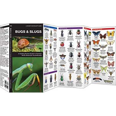 Insect Identification Guides :Bugs & Slugs: A Folding Pocket Guide to Familiar North American Invertebrates