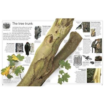 DK Eyewitness Books: Tree: Discover the Fascinating World of Trees from Tiny Seeds to Mighty Forest Giants