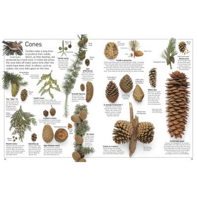 DK Eyewitness Books: Tree: Discover the Fascinating World of Trees from Tiny Seeds to Mighty Forest Giants