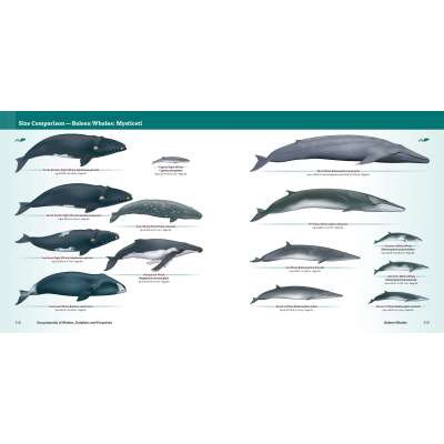 Marine Mammals :Encyclopedia of Whales, Dolphins and Porpoises