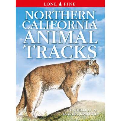 Northern California Animal Tracks