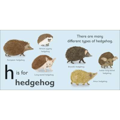 H is for Hedgehog