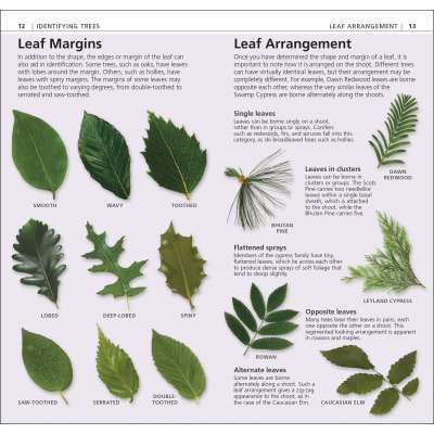 Tree Identification Guides :What's that Tree?: A Beginner's Guide