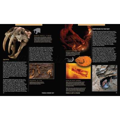 Dinosaurs, Fossils, Rocks & Geology Books :Fossils Inside Out: A Global Fusion of Science, Art and Culture