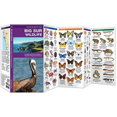 Pacific Coast / Pacific Northwest Field Guides :Big Sur Wildlife: A Folding Pocket Guide to Familiar Regional Animals