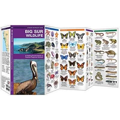 Big Sur Wildlife: A Folding Pocket Guide to Familiar Regional Animals