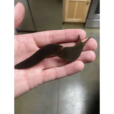 Banana Slug Magnet