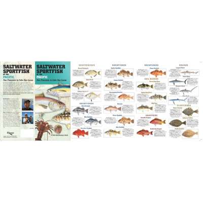 Fish & Sealife Identification Guides :Saltwater Sport Fish of the Pacific: San Francisco to Cabo San Lucas FIELD GUIDE