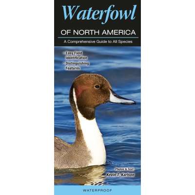 Waterfowl of North America