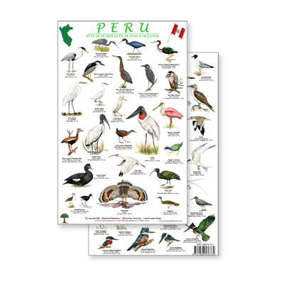 Peru Shore & Wetland Bird Guide (Laminated 2-Sided Card)