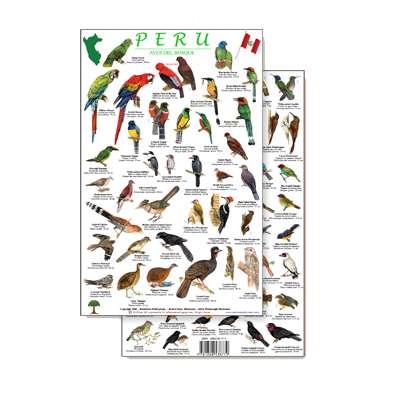 Peru Forest Bird Guide (Laminated 2-Sided Card)