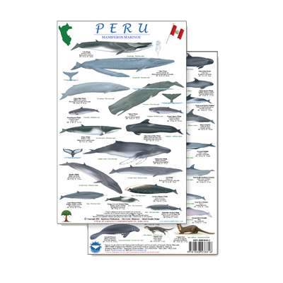 Peru Marine Mammals Guide (Laminated 2-Sided Card)
