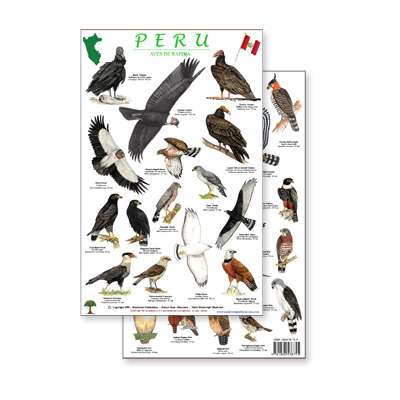 Peru Raptors Bird Guide (Laminated 2-Sided Card)