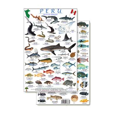 Peru Reef Fish Guide (Laminated 2-Sided Card)
