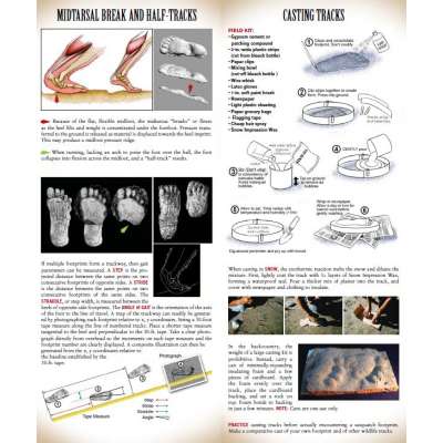 Sasquatch Field Guide (Folding Pocket Guide)