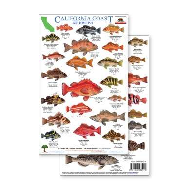 California Coast Field Guide: Rockfish