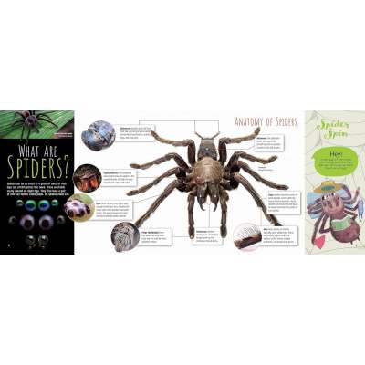 Scurry! The Truth About Spiders - Book