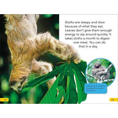 DK Super Readers Level 2 Sloths Hardcover