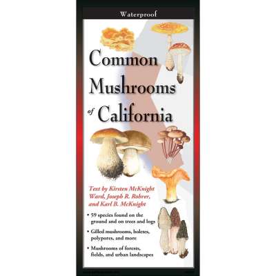 Common Mushrooms of California