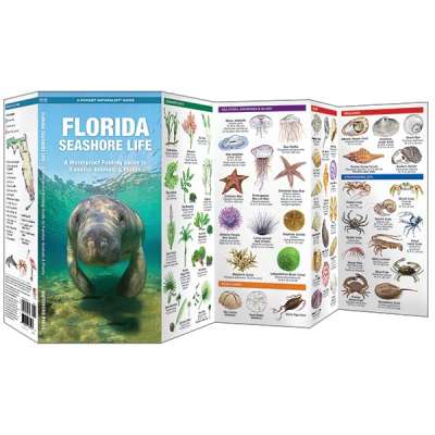 Florida Seashore Life: A Waterproof Folding Guide to Familiar Animals & Plants