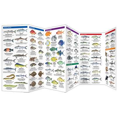 Saltwater Fishes 2nd Ed.