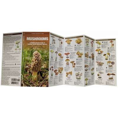 Mushrooms - A Folding Pocket Guide to Familiar North American Species - Laminated Pocket Guide