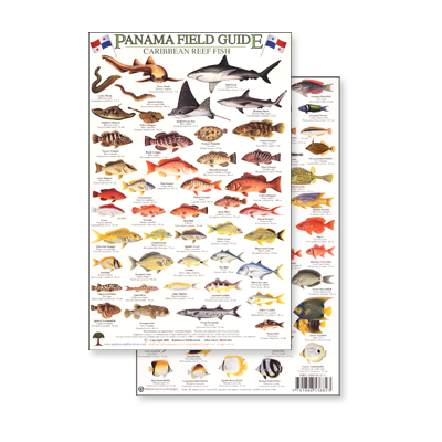 Panama Field Guide, Caribbean Reef Fish (Laminated 2-Sided Card)