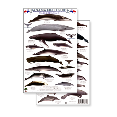 Panama Marine Mammals (Laminated 2-Sided Card)