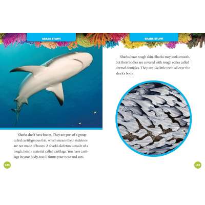 National Geographic Kids 5-Minute Shark Stories - Book