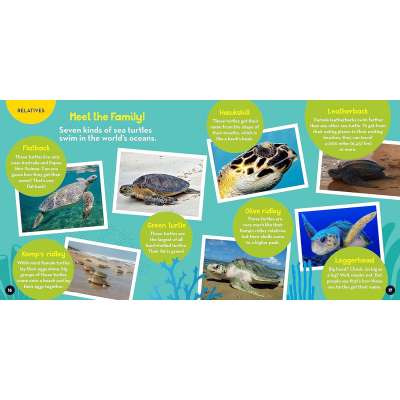 Go Wild! Sea Turtles - Book