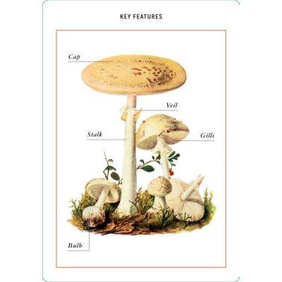 New York Botanical Garden Mushroom Identification Flashcards