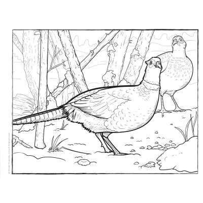 North American Wildlife Coloring Book for Young Outdoor Adventurers - Book