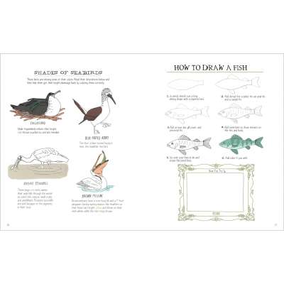 Julia Rothman's Ocean Anatomy - Activity Book