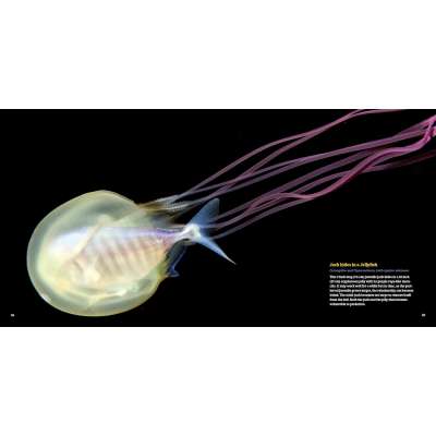 Planktonia: The Nightly Migration of the Ocean's Smallest Creatures - Book