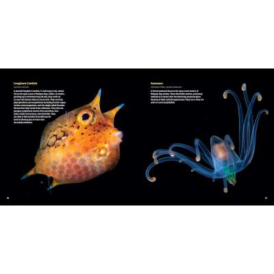 Planktonia: The Nightly Migration of the Ocean's Smallest Creatures - Book