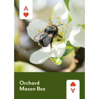 Pollinators of North America Deck: 52 Playing Cards