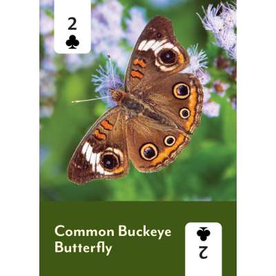 Pollinators of North America Deck: 52 Playing Cards