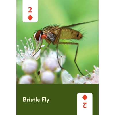 Pollinators of North America Deck: 52 Playing Cards