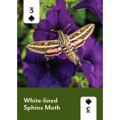 Pollinators of North America Deck: 52 Playing Cards