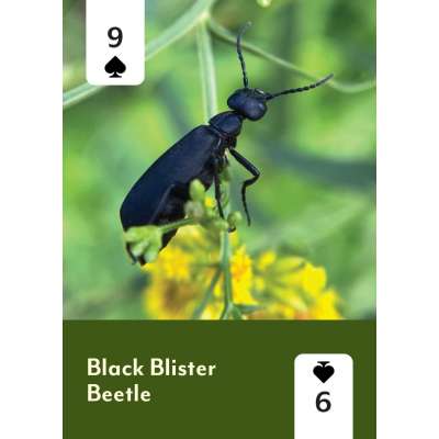 Pollinators of North America Deck: 52 Playing Cards