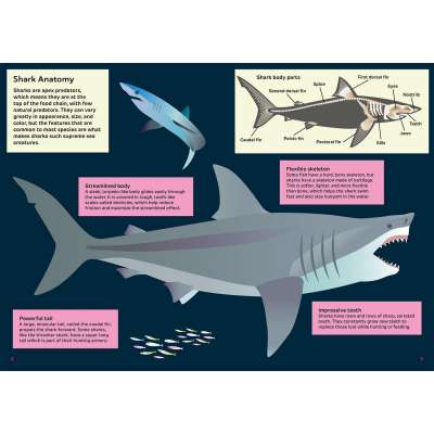 Shark - Hunter of the Deep (Awesome 3D Wall Art) - Book