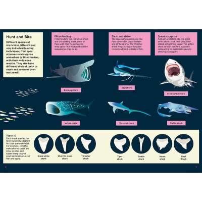 Shark - Hunter of the Deep (Awesome 3D Wall Art) - Book