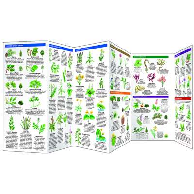 Edible Wild Plants