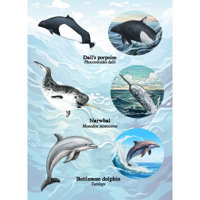 Pacific Northwest Marine Animal - Sticker Book