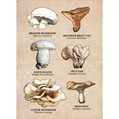Mushrooms of the Pacific Northwest - Sticker Book