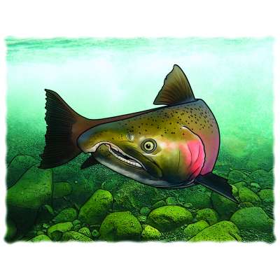 Marine Wildlife of the Pacific Northwest 2025 Calendar