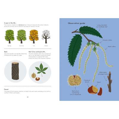 Arborama: The Marvelous World of Trees - Book
