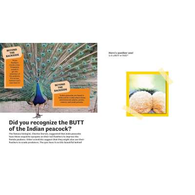Butt or Face? Volume 2: Revenge of the Butts - Book