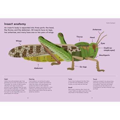 Insectorama: The Marvelous World of Insects - Book