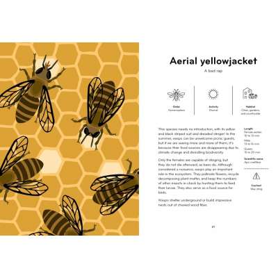 Insectorama: The Marvelous World of Insects - Book